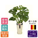 【母の日 遅れてごめんね】 観葉植物 モンステラ 6号 カラ—ポット / 鉢 おしゃれ 鉢植え 小 小さい インテリア 室内用 植物 本物 陶器鉢 ...