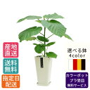 【母の日 遅れてごめんね】 観葉植物 ウンベラータ 6号 カラ—ポット / 鉢 おしゃれ 鉢植え 小 小さい インテリア 室内用 植物 本物 自宅 ...