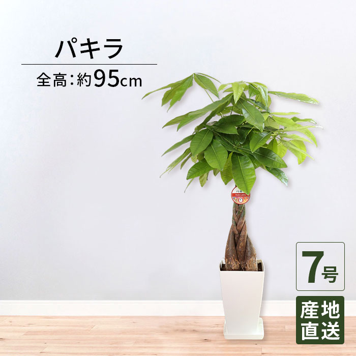 観葉植物 パキラ 7号 角プラ / 発財樹 money tree 鉢 鉢植え 大型 大きい インテリア グリーン 植物 おしゃれ シンプル 自宅 お祝い 開業祝 オープン 新築 新生活 引越し プレゼント お中元 ギフト