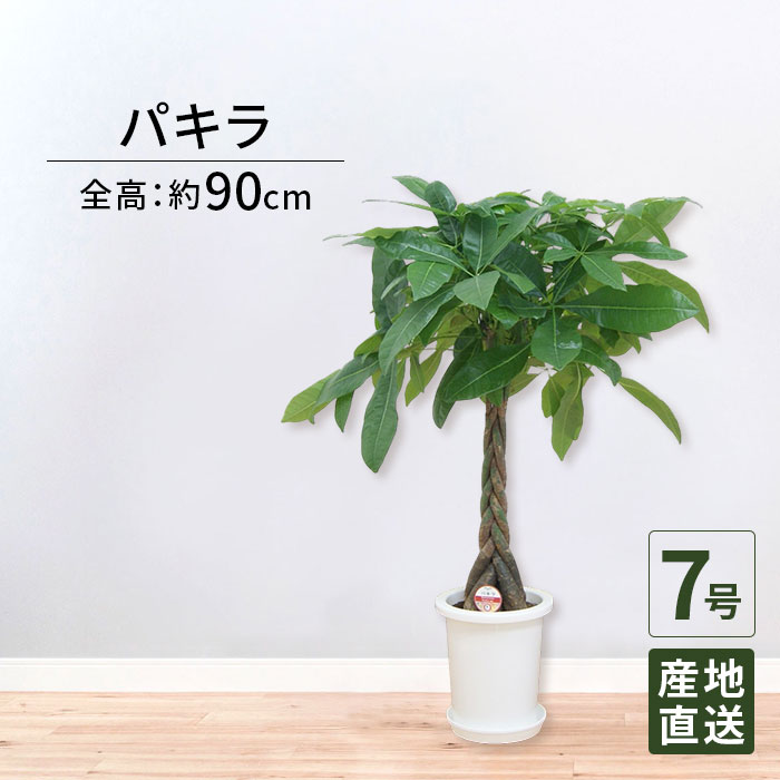 観葉植物 パキラ 7号 丸プラ / 発財樹 money tree 鉢 鉢植え 大 大型 大きい インテリア グリーン 植物 おしゃれ シンプル 自宅 お祝い 祝い 御祝 開業祝 オープン 新築 新生活 引越し プレゼント ギフト