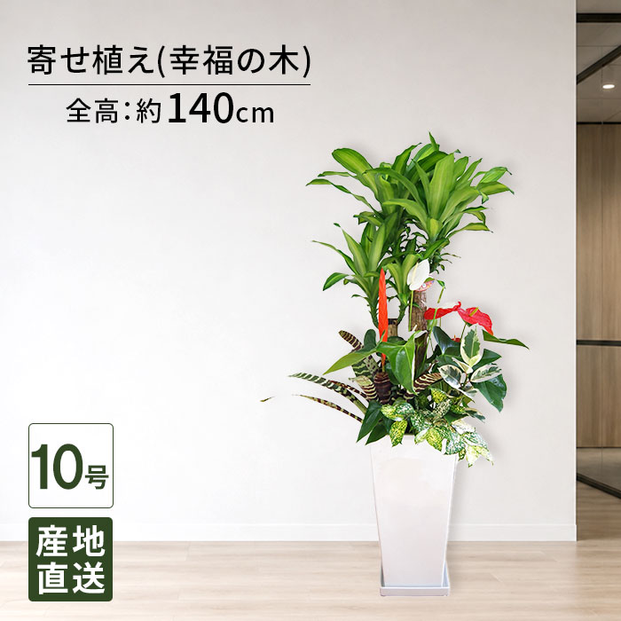 観葉植物寄せ植え尺高陶器/アンスリ...
