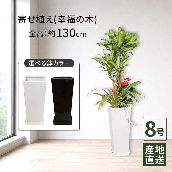 観葉植物 寄せ植え ( 幸福の木 ) 8号 角高陶器/鉢植え 大 大型 大きい インテリア 植物 自宅 祝い 御祝 開業祝 オープン 新築 引越し 新生活 プレゼント ギフト