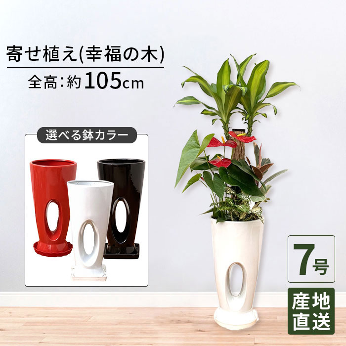 観葉植物 寄せ植え ( 幸福の木 ) 7号 穴高陶器 / 鉢 おしゃれ 鉢植え 大 大型 大きい インテリア 室内用 植物 本物 自宅 お祝い 御祝 開業祝 オープン 引越し 新生活 プレゼント お中元 ギフト