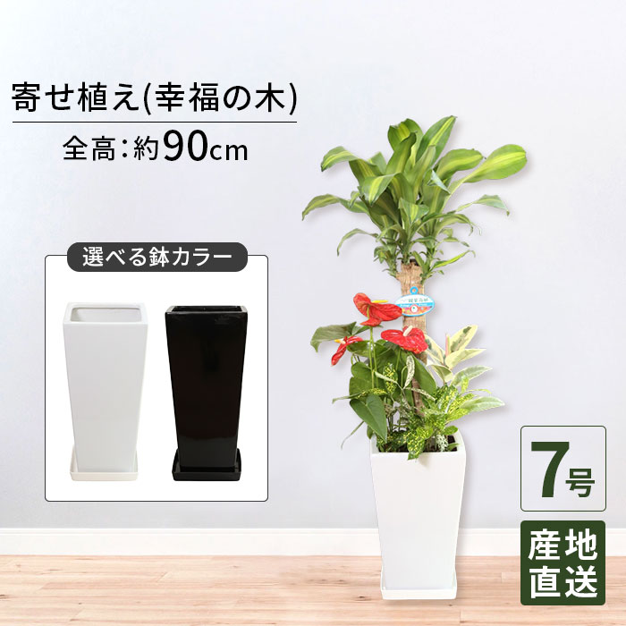 観葉植物 寄せ植え ( 幸福の木 ) 7号 角陶器/鉢 鉢植え 大 大型 大きい インテリア 植物 自宅 お祝い 御祝 開業祝 オープン 新築 引越し 新生活 プレゼント