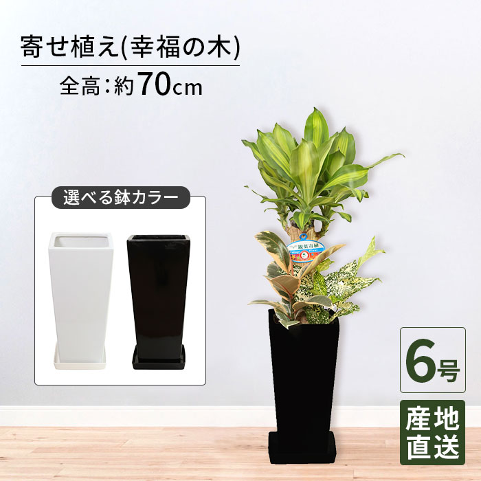 観葉植物 寄せ植え ( 幸福の木 ) 6号 角高陶器/鉢 鉢植え 小 小さい インテリア 植物 自宅 お祝い 御祝 開業祝 オープン 引越し 結婚 新生活 プレゼント ギフト