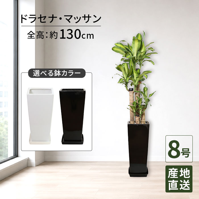 観葉植物 ドラセナ マッサン 幸福の木 8号 角高陶器 / 鉢 おしゃれ 鉢植え 大 大型 大きい インテリア 室内用 植物 本物 自宅 お祝い 御祝 開業祝 オープン 新築 引越し 結婚 新生活 プレゼント お中元 ギフト