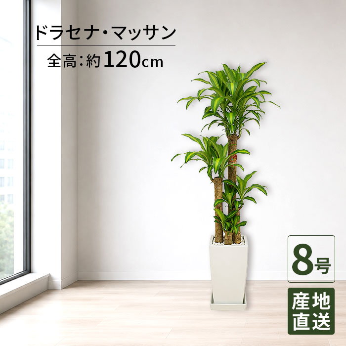 観葉植物ドラセナマッサン幸福の木8...