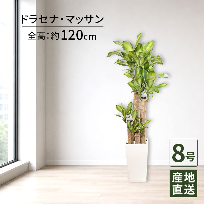 観葉植物 マッサン 8号 角プラ /鉢植え 大 大型 大きい インテリア グリーン 植物 自宅 お祝い 祝い 御祝 開業祝 オープン 新築 新生活 引越し プレゼント ギフト
