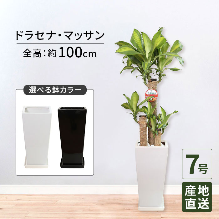 観葉植物 ドラセナ マッサン 幸福の木 7号 角高陶器 高さ100cm / 鉢 おしゃれ 鉢植え 大 大型 大きい インテリア 室内用 植物 本物 自宅 お祝い 御祝 開業祝 オープン 新築 引越し 結婚 新生活 プレゼント 御中元 中元 ギフト