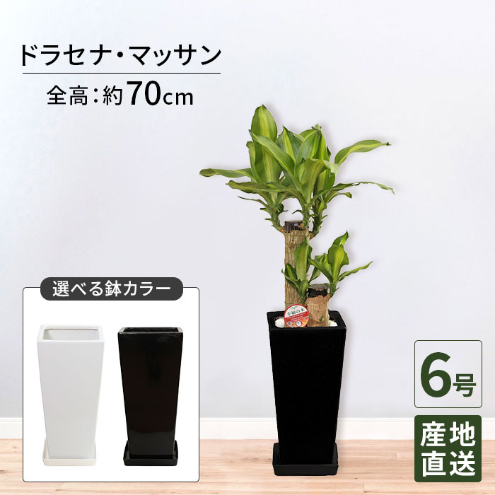 観葉植物 ドラセナ マッサン 幸福の木 6号 角高陶器 / 鉢 おしゃれ 鉢植え 小 小さい インテリア グリーン植物 自宅 お祝い 祝い 御祝 開業祝 オープン 新築 新生活 引越し プレゼント お中元 ギフト