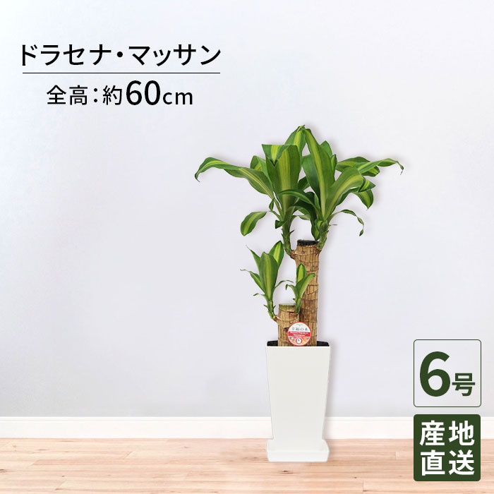 観葉植物 ドラセナ マッサン 幸福の木 6号 角プラ / 鉢 おしゃれ 鉢植え 小 小さい インテリア グリーン植物 自宅 お祝い 祝い 御祝 開業祝 オープン 新築 新生活 引越し プレゼント お中元 ギフト