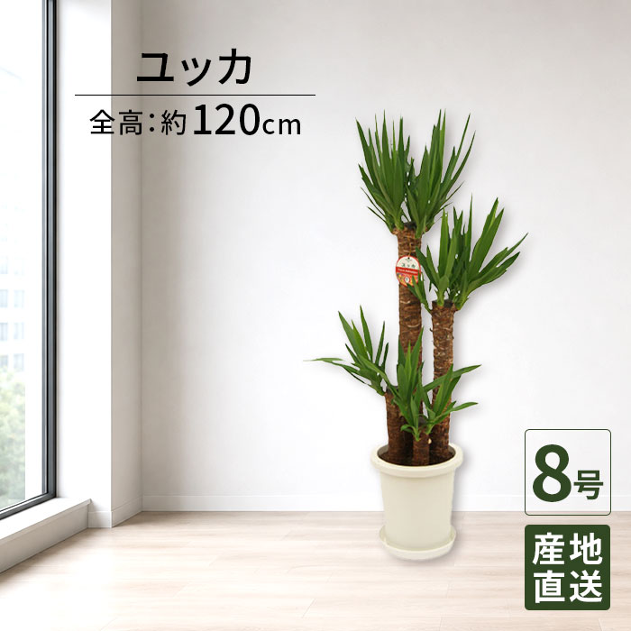 観葉植物ユッカ青年の木8号丸プラ鉢...
