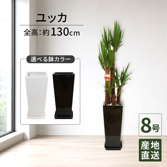 観葉植物 ユッカ 青年の木 8号 角高陶器 / 鉢 おしゃれ 鉢植え 大 大型 大きい インテリア グリーン 室内用 植物 本物 自宅 お祝い 祝い 御祝 開業祝 オープン 新築 新生活 引越し プレゼント 御中元 中元 ギフト