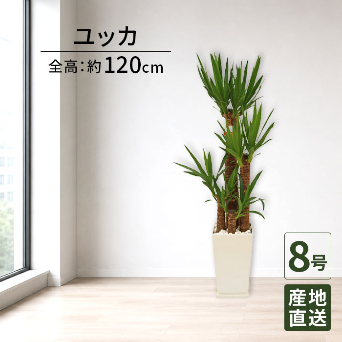 観葉植物ユッカ青年の木8号角プラ/...