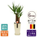【母の日 遅れてごめんね】 観葉植物 ユッカ 6号 カラ—ポット / ユッカ おしゃれ 鉢植え 小 小さい インテリア 室内用 植物 本物 自宅 お...