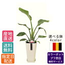 【母の日 遅れてごめんね】 観葉植物 ストレリチア オーガスタ 6号 カラ—ポット/鉢 鉢植え 小 小さい インテリア 植物 陶器鉢 自宅 お 御祝...