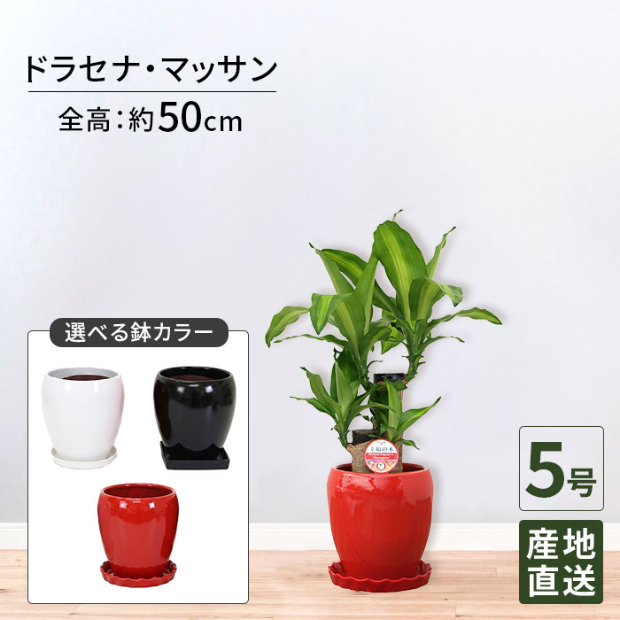 観葉植物 ドラセナ マッサン 幸福の木 5号 丸陶器 / 鉢 おしゃれ 鉢植え 卓上 小さい インテリア グリーン 室内用 植物 本物 自宅 お祝い 祝い 御祝 開業祝 オープン 新築 新生活 引越し プレゼント お中元 ギフト