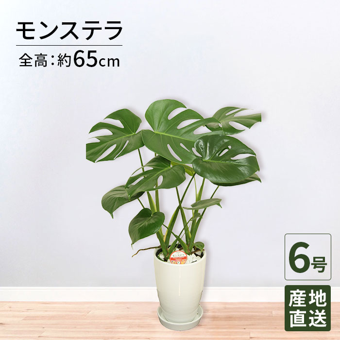 商品画像1