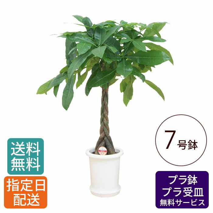 観葉植物 パキラ 7号 丸プラ / 発財樹 money tree 鉢 鉢植え 大 大型 大きい インテリア グリーン 植物 おしゃれ シンプル 自宅 お祝い 祝い 御祝 開業祝 オープン 新築 新生活 引越し プレゼント 御中元 中元 ギフト