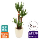 観葉植物 ユッカ 青年の木 8号 丸プラ(鉢カバー) / 鉢 おしゃれ 鉢植え 大 大型 大きい インテリア グリーン 室内用 植物 本物 自宅 お祝い 祝い 御祝 開業祝 オープン 新築 新生活 引越し プレゼント 御中元 中元 ギフト