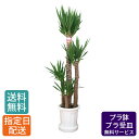 【 通常32980円→特価26384円 】観葉植物 ユッカ 青年の木 尺プラ 10号/ 鉢 おしゃれ 鉢植え 大 大型 大きい インテリア グリーン 室内用 植物 本物 自宅 お祝い 祝い 御祝 開業祝 オープン 新築 新生活 引越し プレゼント 御中元 中元 ギフト