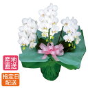 ミディ 胡蝶蘭 3本立 白 花 鉢植え ギフト プレゼント 胡蝶蘭 マイクロ 胡蝶蘭 花鉢 お花 送料無料 ミニ胡蝶蘭 ミディ胡蝶蘭 ミニ 小 ホワイト 誕生日...