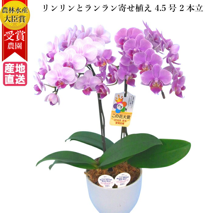 ミディ胡蝶蘭 花の鉢植え ミディ 胡蝶蘭 リンリンランラン 寄せ植え 4.5号 2本立 ピンク 花 母の日 鉢植え 室内 ギフト プレゼント 花鉢 鉢花 お花 送料無料 ミニ胡蝶蘭 ミディ胡蝶蘭 誕生日 開店 開業 お祝い 御祝 かわいい おしゃれ 高級 豪華 女性 男性 還暦 お歳暮 クリスマス