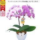 ミディ 胡蝶蘭 リンリンランラン 寄せ植え 4.5号 2本立 ピンク 花 母の日 鉢植え 室内 ギフト プレゼント 花鉢 鉢花 お花 送料無料 ミニ胡蝶蘭 ミディ胡蝶蘭 誕生日 開店 開業 お祝い 御祝 かわいい おしゃれ 高級 豪華 女性 男性 還暦 お歳暮 クリスマス