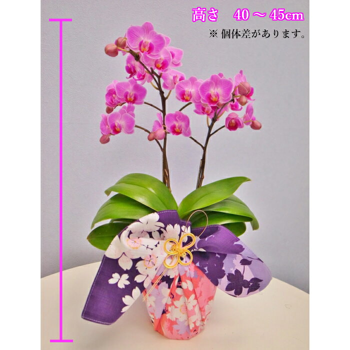 4号 お花の色 風呂敷の種類選べます ミディ胡蝶蘭 49日花 ガーデン Diy 送料無料 産地直送 蘭 古希 配送日指定 お彼岸供養 喜寿 2本立 選べる2色の花色 3種の風呂敷 お通夜 祝い 長寿祝い 還暦祝い 米寿 お盆 御供 お供え物 おそなえ ミディ胡蝶蘭 2本立 4号 風呂敷