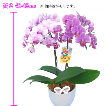 【母の日早割】 リンリン ランラン 寄せ植え 4.5号 2本立 花 鉢植え ギフト プレゼント 胡蝶蘭 花鉢 鉢花 生花 ラン お花 送料無料 ミニ胡蝶蘭 ミディ胡蝶蘭 小さい 配送日指定 誕生日 開店祝い 開業祝い 移転祝い 女性 還暦祝い お祝い 祝い 古希 喜寿 米寿 傘寿