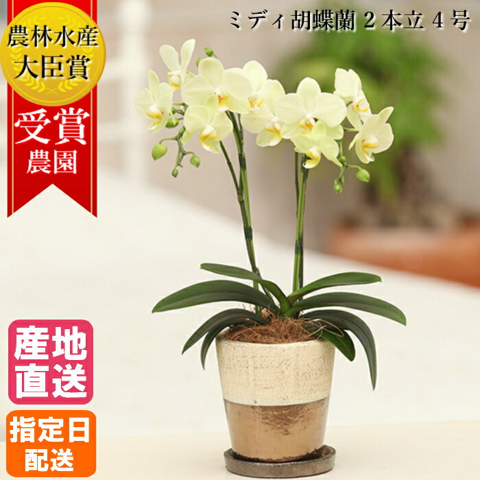 【早割】ミディ 胡蝶蘭 2本立 4号 イエロー 黄色 ゴールドクラック鉢 / 花 母の日 鉢植え ギフト プレゼント 傘寿 米寿 鉢花 蘭 お花 送料無料 ミニ胡蝶蘭 ミディ胡蝶蘭 胡蝶蘭 お歳暮 誕生日 開店祝い 開業祝い 女性　ホワイトデー お返し