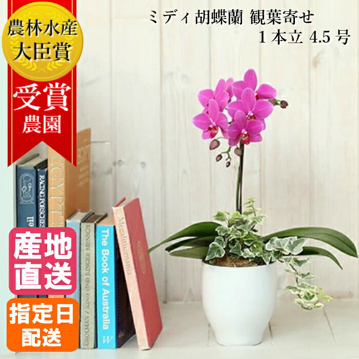 ミディ 胡蝶蘭 観葉寄せ 1本立 陶器 鉢 4.5号 ピンク 花 母の日 鉢植え ギフト プレゼント 胡蝶蘭 マイクロ 胡蝶蘭 花鉢 お花 送料無料 ミニ胡蝶蘭 ミディ胡蝶蘭 ミニ 小 誕生日 贈り物 母 お歳暮