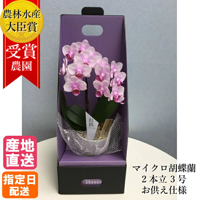 【御仏前花】お供え 花 マイクロ 胡蝶蘭 2本立 3号 2WAY BOX入り ピンク/葬式の花 葬儀の花 お供え花 お悔やみ 仏花 献花 供花 通夜 葬儀 告別式 法要 仏事 仏壇 命日 法事 献花 お供え お供 御供え 御供 供 新盆 お盆 御盆