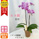 エコ鉢 寄付つき ミディ 胡蝶蘭 2本立 4号 ピンク 花 鉢植え ギフト プレゼント 胡蝶蘭 マイクロ 胡蝶蘭 お花 送料無料 ミニ胡蝶蘭 ミディ胡蝶蘭 ミニ...