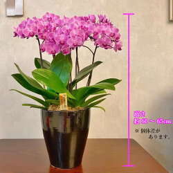 産地直送 長持ち お手入れ簡単 毎年開花 ラン 週に1度の水やり 室内リビングok 母 贈り物に人気 椎名洋ラン園 農家 直送 花 観葉植物 こちょうらん 欄 ミディ 胡蝶蘭5本立 陶器 鉢 6号 ピンク 花 鉢植え ギフト プレゼント 胡蝶蘭 マイクロ 胡蝶蘭 花鉢 鉢花 生花 産地直送 長持ち お手入れ簡単 毎年開花 ラン 週に1度の水やり 室内リビングok 母 贈り物に人気 椎名洋ラン園 農家 直送 花 観葉植物 こちょうらん 欄 ミディ 胡蝶蘭5本立 陶器 鉢 6号 ピンク 花 鉢植え ギフト プレゼント 胡蝶蘭 マイクロ 胡蝶蘭 花鉢 鉢花 生花
