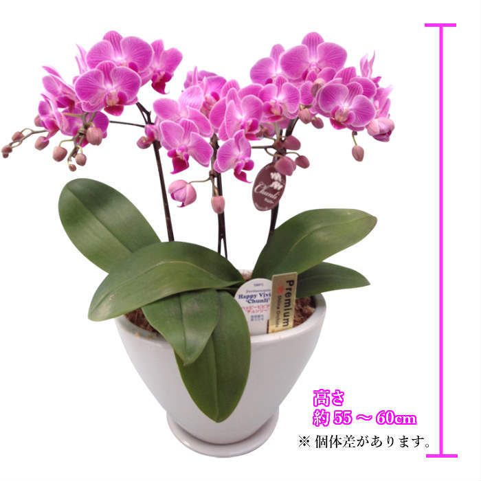 ミディ胡蝶蘭 3本立 白舟形 陶器鉢 5.5号 ピンク 鉢植え 花 室内 ギフト プレゼン...