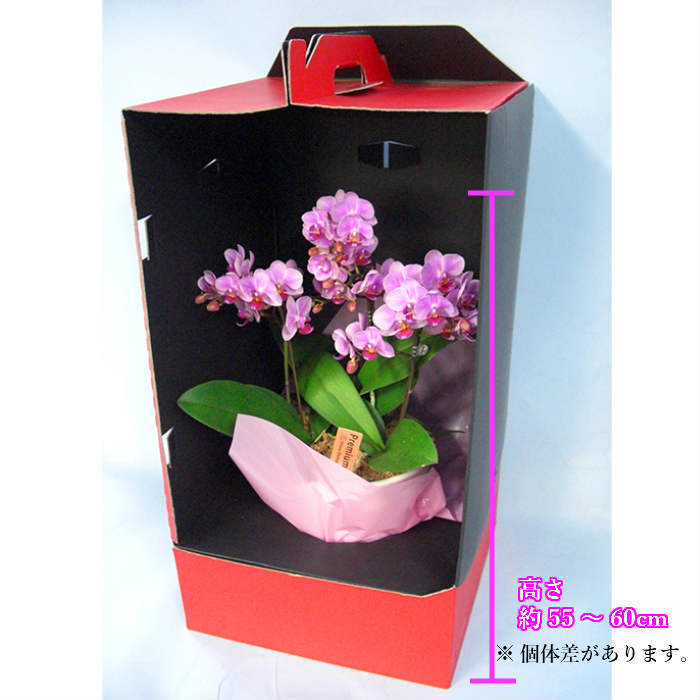 ミディ 胡蝶蘭 3本立 5号 ドレスケース入り ピンク / 花 鉢植え フラワー ギフト ...