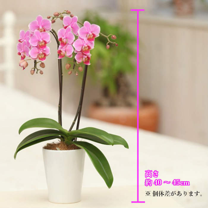 ミディ 胡蝶蘭 2本立 陶器鉢 4号 L ピンク 花 鉢植え ギフト プレゼント 胡蝶蘭 マ...