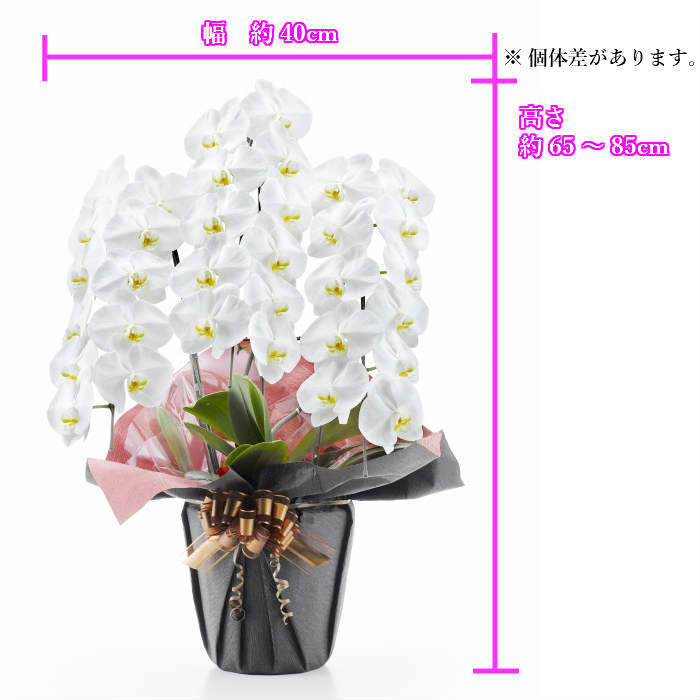 代引き不可 お供え花お悔やみ送料無料フラワーギフト喪中見舞い胡蝶蘭蘭法要供養命日法事花四十九日ペット枕花仏事弔事供花仏花葬儀立て札立札カード