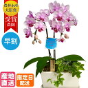 【10%オフ対象】 ミディ 胡蝶蘭 2本立 パルテノ鉢 5.5号 ピンク 観葉寄せ / ミニ胡蝶蘭 ラン 鉢植え 花 コチョウラン こちょうらん ギフト 開店祝い 開業祝い 引越し祝い 陶器鉢 胡蝶蘭 お祝い 生花 プレゼント ギフト お中元