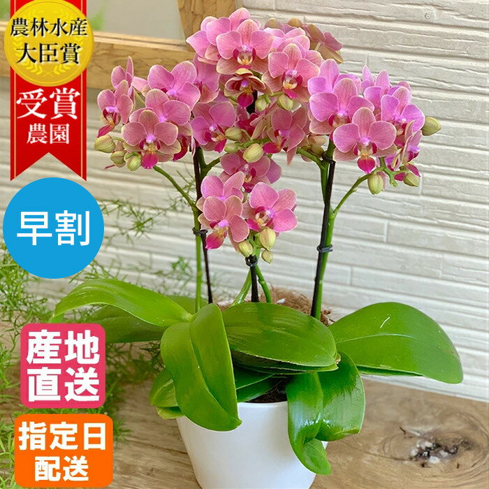 【早割】テーブル 胡蝶蘭 5号 3本立 ピンク/花 ギフト プレゼント ミニ胡蝶蘭 ミディ胡蝶蘭 お祝い 鉢花 母の日 鉢植え フラワー ミニ かわいい おしゃれ 誕生日プレゼント 記念日 女性 母 祖母 新築祝 お歳暮