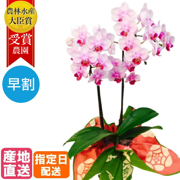 【早割】 ミディ 2本立 4号 風呂敷 包み 選べる2色の花色 ピンク ホワイト / 母の日 お花 花 和風 卓上 ミニ胡蝶蘭 ミディ胡蝶蘭 ミニ フラワー誕生日プレゼント ギフト 還暦祝 開店祝い 開業祝い 移転祝い お歳暮