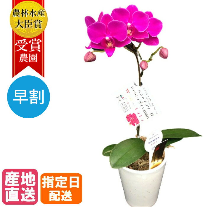 【敬老の日 早割】テーブル 胡蝶蘭 1本立 陶器 鉢 3号 ピンク / 花 プレゼント お祝い 祝い 鉢花 母の日 鉢植え フラワー 誕生日プレゼント ギフト 記念日 女性 母 開店祝い 開業祝い 移転祝い　ホワイトデー お返し お歳暮のサムネイル