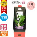 【限定クーポン対象商品】 花芽2本付き×2鉢セット マイクロ 胡蝶蘭の苗 シングル 2.5号 花 鉢植え 苗 花芽 寄せ植え プレゼント ギフト ミニ胡蝶蘭 ミ...