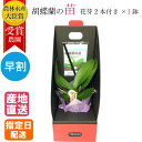 【10%オフ対象】 HOME MADE ORCHID 胡蝶蘭の苗 シングル 2.5号 花芽2本付き×1鉢 花 鉢植え 苗 花芽 寄せ植え ギフト プレゼント 胡蝶蘭 花鉢 ミニ胡蝶蘭 誕生日 開店祝い 開業祝い 移転祝い お中元
