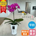 【母の日 遅れてごめんね】 ミディ 胡蝶蘭 1本立 タンブラー ポット スリム 3号 ピンク / 花 お花 プレゼント ギフト ミニ胡蝶蘭 ミディ胡蝶蘭 ミニ ...