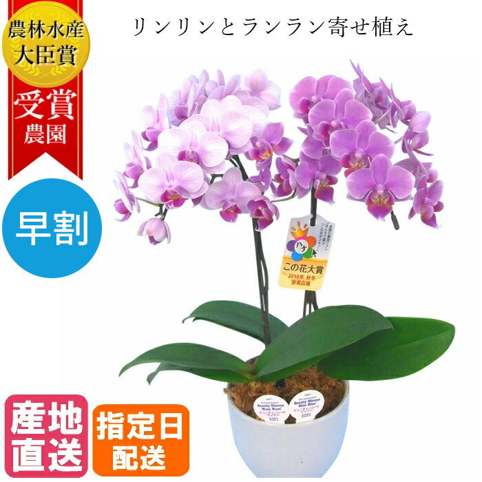 【母の日遅れてごめんね　早割】リンリンランラン 寄せ植え ミディ 胡蝶蘭 4.5号 2本立 ピンク 花 お祝い ギフト プレゼント 花鉢 ミニ胡蝶蘭 ミディ胡蝶蘭 鉢 かわいい おしゃれ 高級 豪華 誕生日 母の日 リンラン 女性 母 義母 蘭