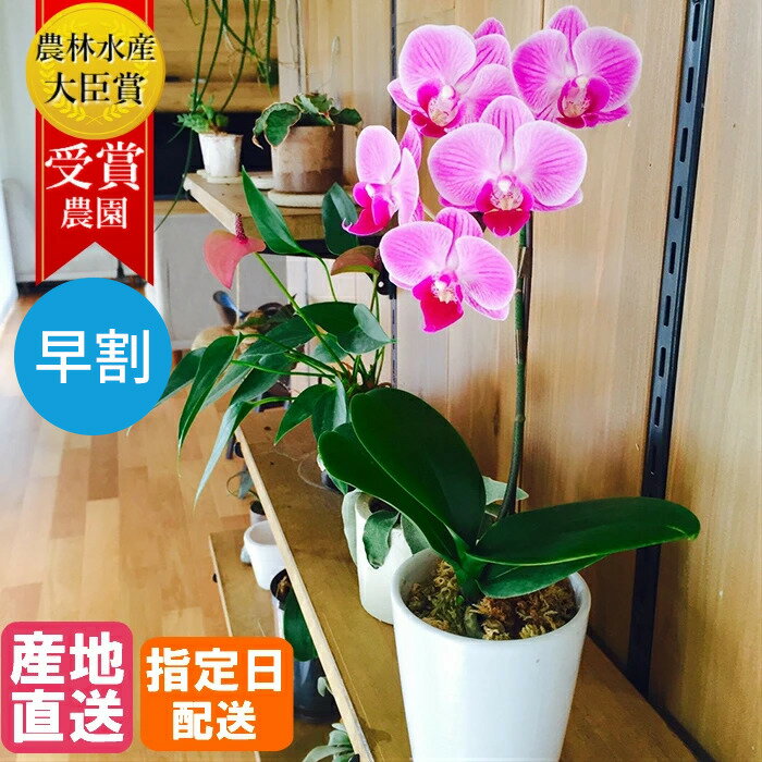 【早割】マイクロ 胡蝶蘭 1本立 2.5号 ピンク 陶器 鉢 花 母の日 鉢植え ギフト プレゼント 胡蝶蘭 花鉢 お花 送料無料 ミニ胡蝶蘭 ミディ胡蝶蘭 ミニ 小 ミディ 胡蝶蘭 開店祝い 開業祝い 移転祝い　ホワイトデー　お返し お歳暮