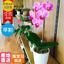 マイクロ 胡蝶蘭 1本立 2.5号 ピンク 陶器 鉢 花 鉢植え ギフト プレゼント 胡蝶蘭 花鉢 お花 送料無料 ミニ胡蝶蘭 ミディ胡蝶蘭 ミニ 小さい 鉢植...