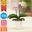 【10%オフ対象】 テーブル胡蝶蘭 2本立 陶器 鉢 3号 ピンク 花 プレゼント お祝い 祝い 鉢花 鉢植え フラワー ギフト 誕生日 記念日 開店祝い 開業祝い 移転祝い 引越し祝い 還暦 お中元